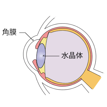 目のしくみ